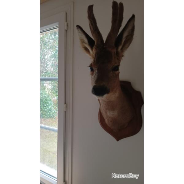 t�te de chevreuil bois velours