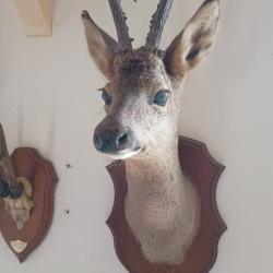 t&ecirc;te de chevreuil