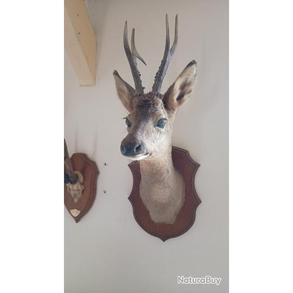 t�te de chevreuil