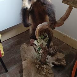 blaireau naturalis&eacute;