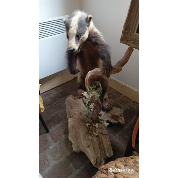 blaireau naturalis�