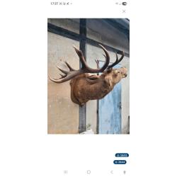 troph&eacute;e de cerf 14 cors