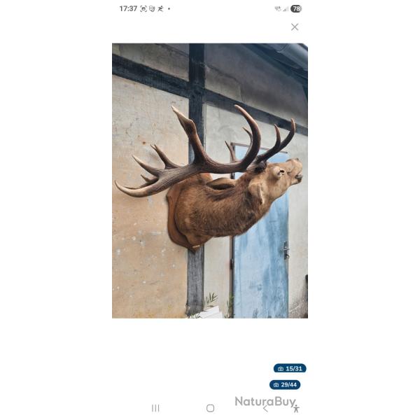 troph�e de cerf 14 cors