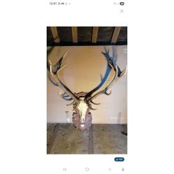 troph&eacute;e de cerf 20 cors royal fran&ccedil;ais