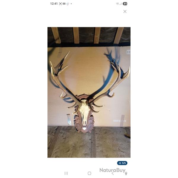 troph�e de cerf 20 cors royal fran�ais