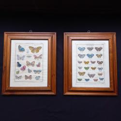 lythographie histoire naturelle papillon ( d&eacute;but XX &egrave;me )