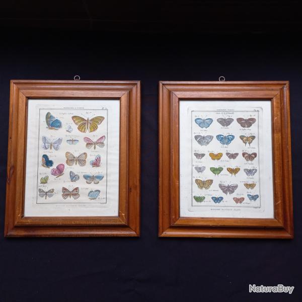 lythographie histoire naturelle papillon ( d�but XX �me )