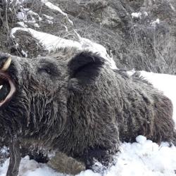 TURQUIE, le royaume des grands sangliers.