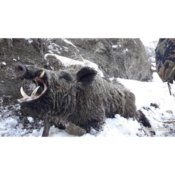 TURQUIE, le royaume des grands sangliers.