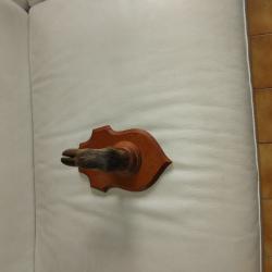 blason  porte  manteau  patte sanglier