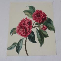 Dessin original Aquarelle botanique Fleurs Cam&eacute;lia XIXe si&egrave;cle