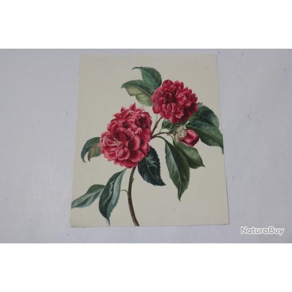 Dessin original Aquarelle botanique Fleurs Cam�lia XIXe si�cle