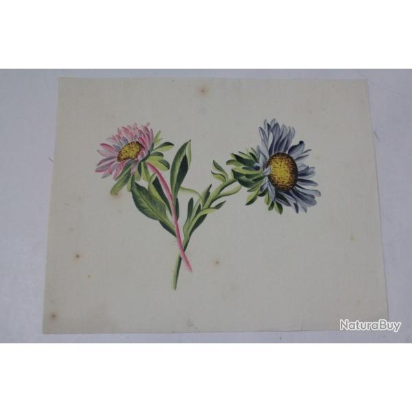 Dessin original Aquarelle botanique Fleurs Aster
