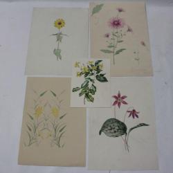 Dessins originaux botaniques fleurs champ&ecirc;tres aquarelle