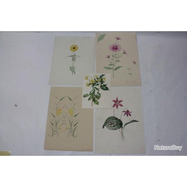 Dessins originaux botaniques fleurs champ�tres aquarelle