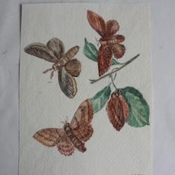 Aquarelle originale &eacute;tude entomologique Papillons nocturnes A. Wenger