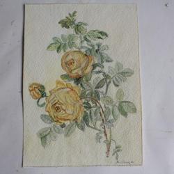 Aquarelle originale &eacute;tude botanique Rose jaunes A. Wenger