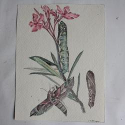 Aquarelle originale botanique et entomologique Sphinx H. A. Wenger