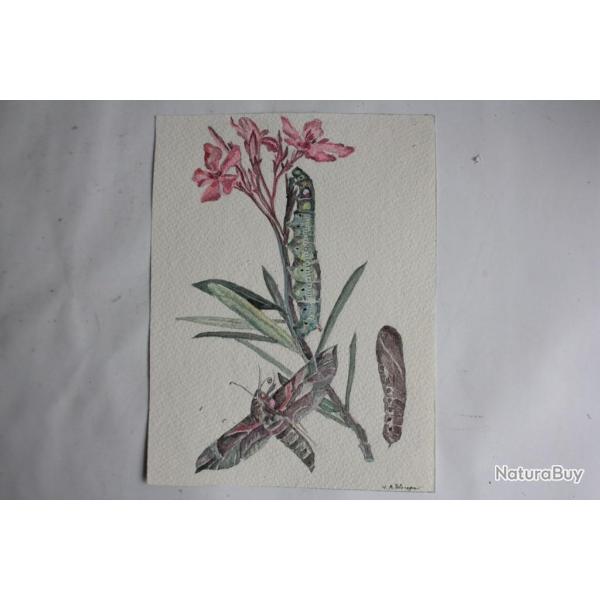 Aquarelle originale botanique et entomologique Sphinx H. A. Wenger