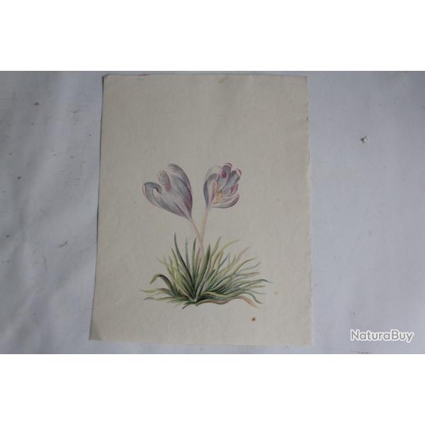 Aquarelle originale botanique Crocus