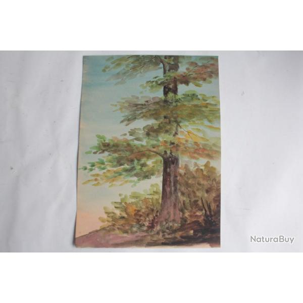 Aquarelle originale �tude d'arbre
