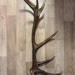 Bois de Cerf 75cm