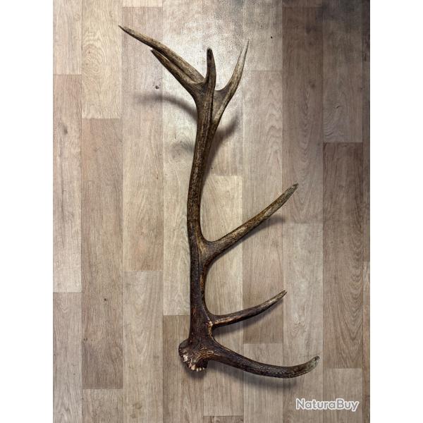 Bois de Cerf 75cm
