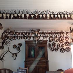 Troph&eacute;es de chasse