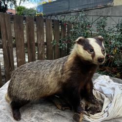 Blaireau empaill&eacute;