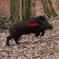 TIROPTIC 1-6X24 R15 croix lumineuse. YouTube