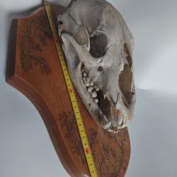 cr&acirc;ne d'animal sur &eacute;cusson
