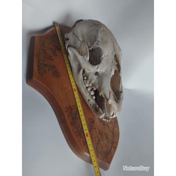 cr�ne d'animal sur �cusson