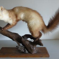 Fouine naturalis&eacute;e