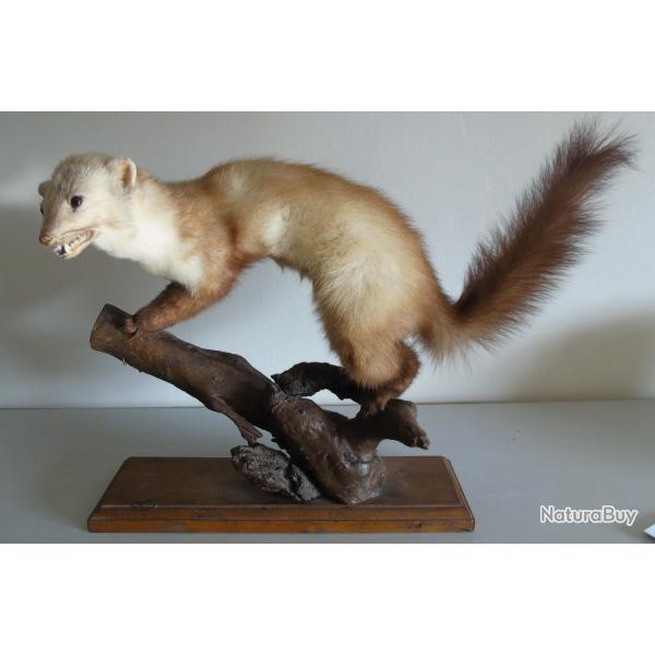 Fouine naturalis�e