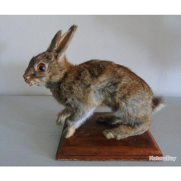 Lapereau naturalis�