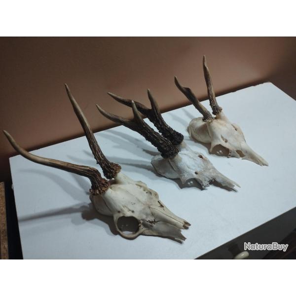3 TROPHEE DE CHEVREUIL BROCARD TAXIDERMIE CHASSE