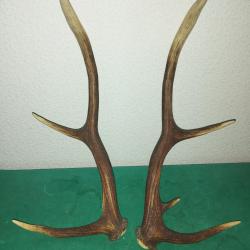 PAIRE DE BOIS DE CERF 61CM