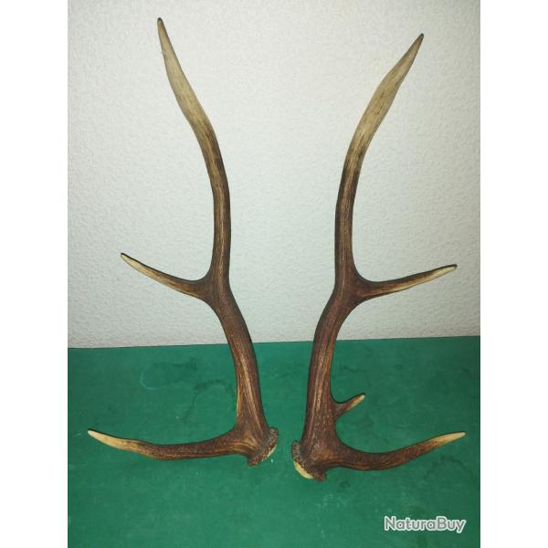 PAIRE DE BOIS DE CERF 61CM