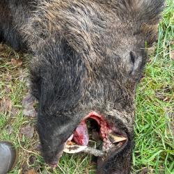 Chasse au gros &agrave; la journee