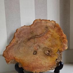 Coupe ou tranche de bois p&eacute;trifi&eacute;