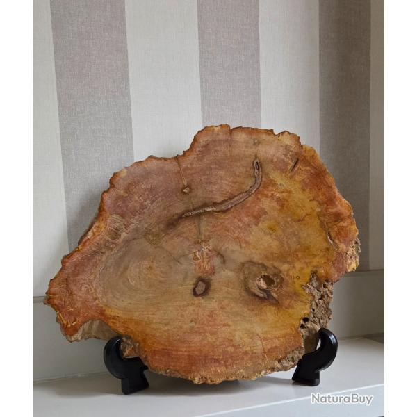 Coupe ou tranche de bois p�trifi�