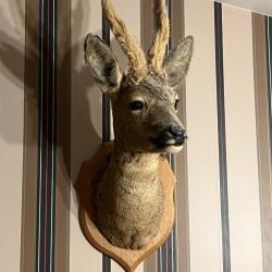 Taxidermie - t&ecirc;te de chevreuil (brocard)