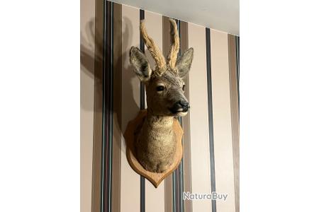 Tête De Chevreuil Naturalisée (taxidermie) - Décoration Murale