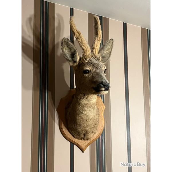 Taxidermie - t�te de chevreuil (brocard)