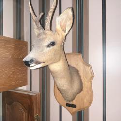 Taxidermie - t&ecirc;te de brocard