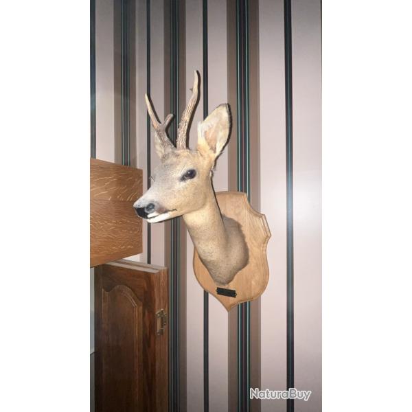 Taxidermie - t�te de brocard