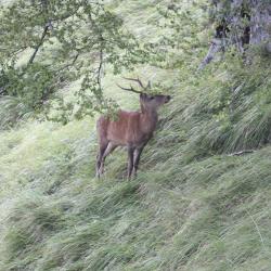 Tombola s&eacute;jour chasse dans les Pyr&eacute;n&eacute;es 2026-2027