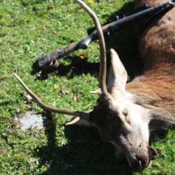 S&eacute;jour chasse dans les Pyr&eacute;n&eacute;es 2026-2027