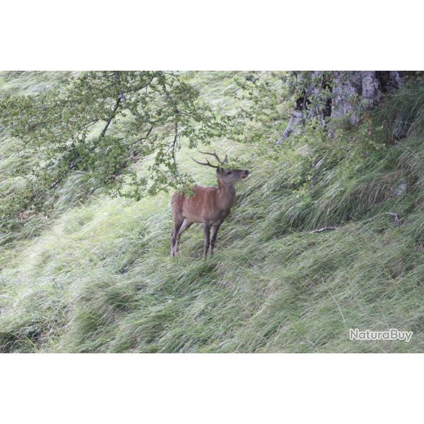 Tombola s�jour chasse dans les Pyr�n�es 2026-2027