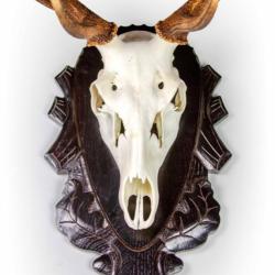 Syst&egrave;me de porte-troph&eacute;e Pour cerf